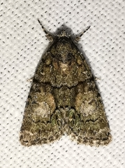 Cryphia pallida