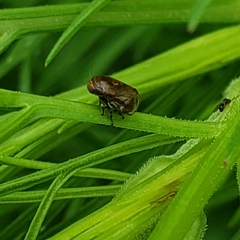 Clastoptera xanthocephala