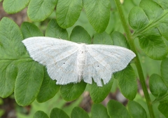 Scopula junctaria