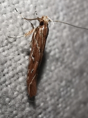 Pyroderces argyrogrammos