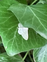 Idaea seriata