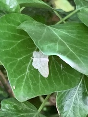 Idaea seriata