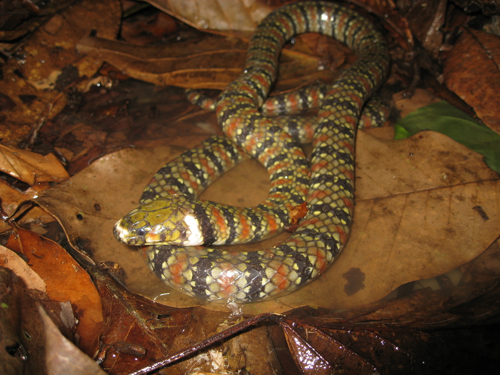 Amazon Water Snake