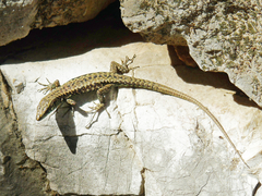 Podarcis muralis