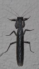 Tarachodes