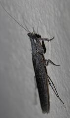 Tarachodes