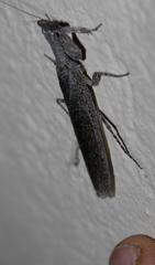 Tarachodes