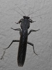 Tarachodes