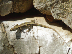 Podarcis muralis