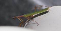 Miomantis