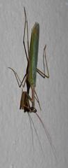 Miomantis
