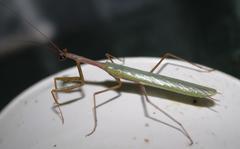 Miomantis