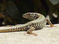Podarcis muralis