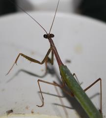 Miomantis