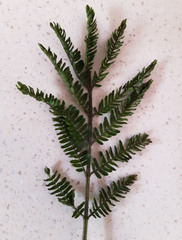 Vachellia robusta robusta