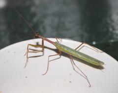 Miomantis
