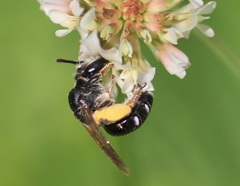 Taeniandrena
