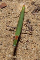 Episcopomantis chalybea