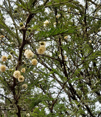 Vachellia robusta robusta