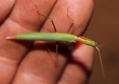 Episcopomantis chalybea