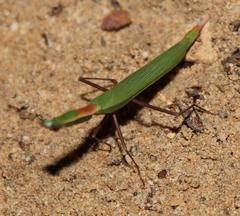 Episcopomantis chalybea