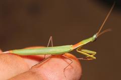 Episcopomantis chalybea