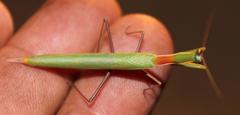 Episcopomantis chalybea