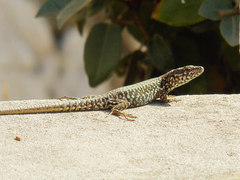 Podarcis muralis