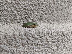 Hyla squirella