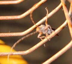 Aristogitus cylindricus