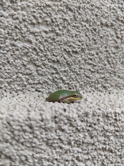 Hyla squirella
