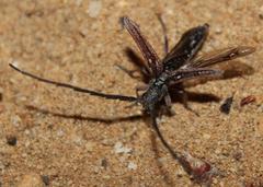 Aristogitus cylindricus