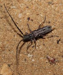 Aristogitus cylindricus
