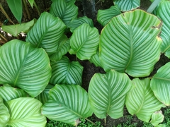 Goeppertia orbifolia