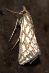 Triphassa argentea