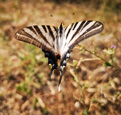 Iphiclides feisthamelii