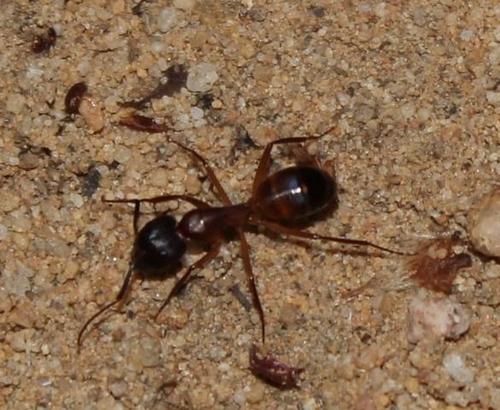 Camponotus thalesCamponotus thales