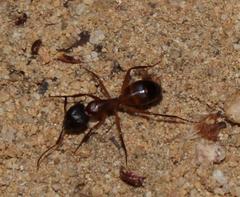 Camponotus thales