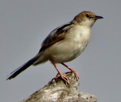 Cisticola galactotes galactotes