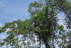 Senegalia polyphylla