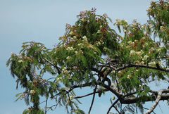 Senegalia polyphylla