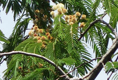 Senegalia polyphylla