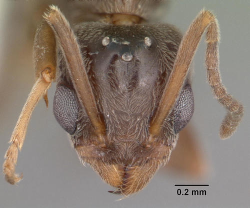 Argentine Ant