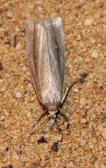 Calamotropha