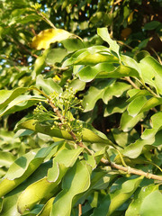 Gymnosporia nemorosa