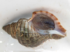 Neptunea decemcostata