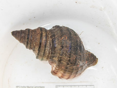 Neptunea decemcostata