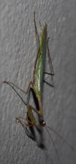 Miomantis