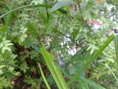 Pseudocopera ciliata