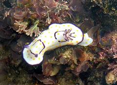 Goniobranchus annulatus